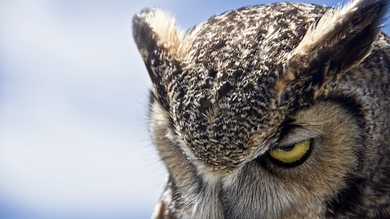 Owl Bird with Killing Eye 4K