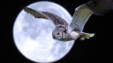 Owl Flying High HD Bird Photo