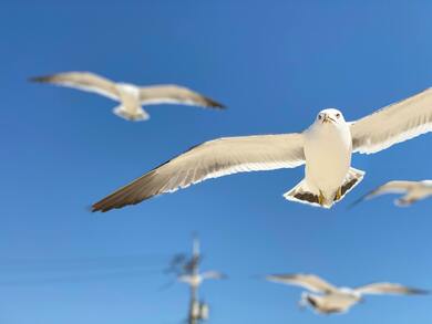 Owl Flying in Wing Image