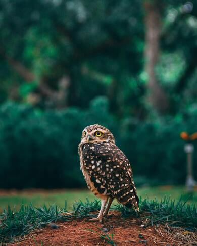 Owl in Garden