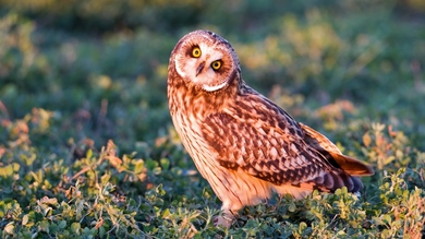 Owl Looking at Funny Way