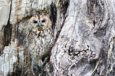 Owl Sitting On Tree Camouflage 4K Wallpaper