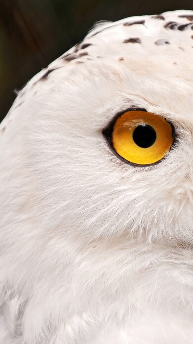 Owl with Yellow Eye Mobile Image