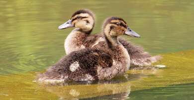 Pair Of Young Duckling Swimming In River