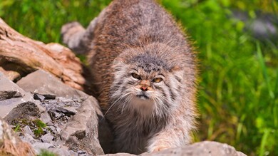 Pallas Cat HD