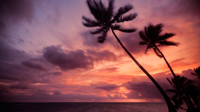 Palm Tree on Beach Ultra HD 4K Nature Picture