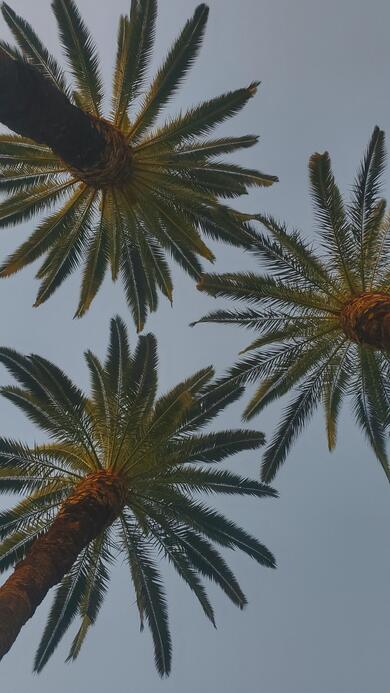 Palm Trees Pics