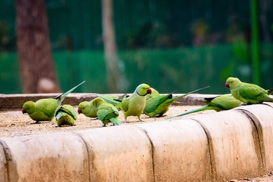 Parrot Bird Eating Food