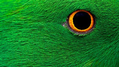 Parrot Eye Closeup Photo