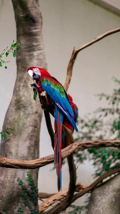 Parrot on a Tree Branch