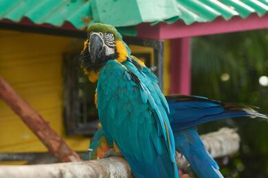 Parrot Perched on Wood