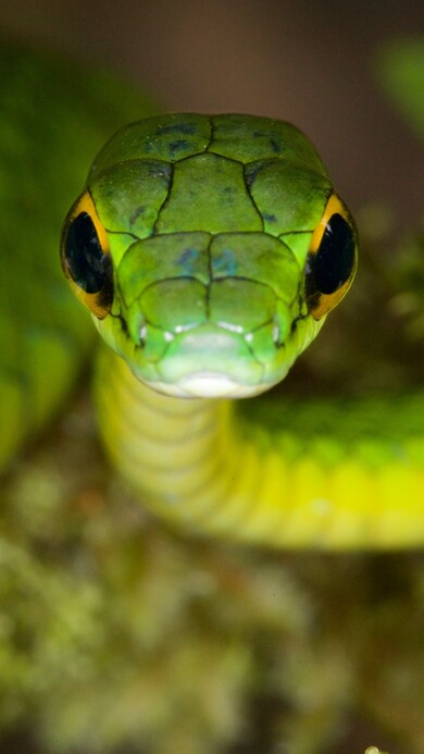 Parrot Snake Danger Eyes