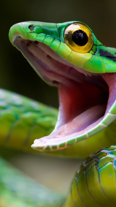 Parrot Snake With Open Mouth