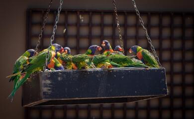 Parrots Eating Pics