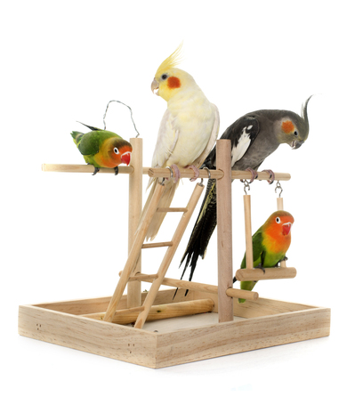 Parrots With White Background