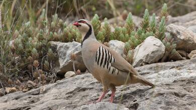 Partridge Bird 8K Wallpaper