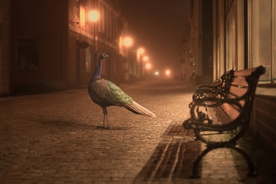 Peacock Alone At Street