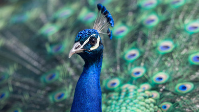 Peacock Bird 4K Wallpaper