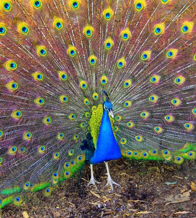 Peacock Dancing Bird Photo