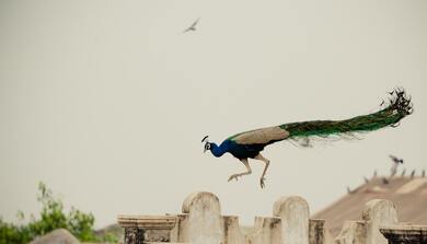 Peacock Jumping Over Brown Concrete Wall