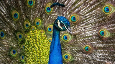 Peacock Peafowl 4K Image