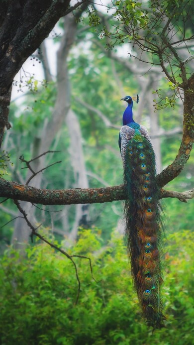 Peacock Sitting On Tree