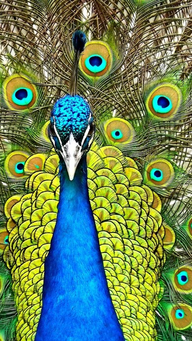 Peacock With Feathers