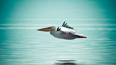 Pelican Bird Flying Above Ocean