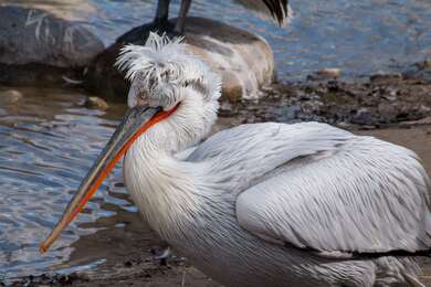 Pelican Bird Near A Lake 4K Wallpaper