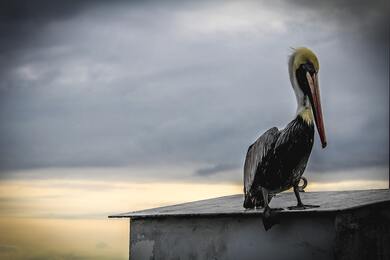 Pelican Bird Photography