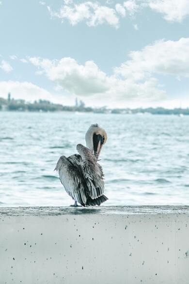 Pelican Bird Sitting Near River Mobile Pic