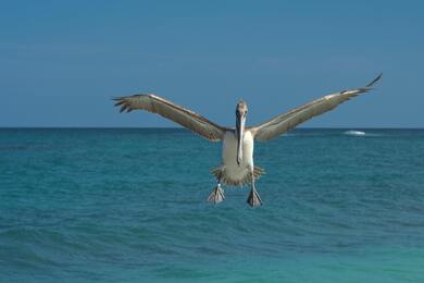 Pelican in Flight Ultra HD Image