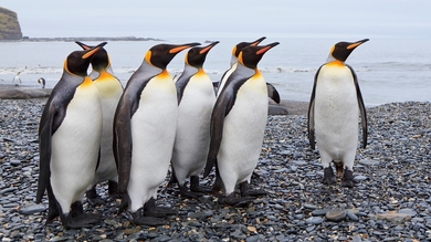 Pengins Standing Near Sea