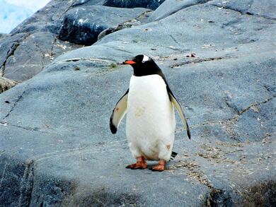 Penguin Alone On Rock
