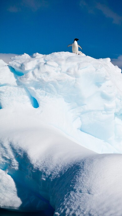 Penguin at Antarctica