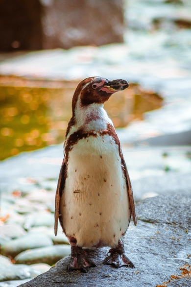 Penguin Baby Bird Standing on Rock