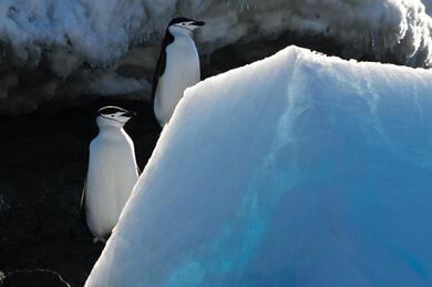 Penguin Bird Pics