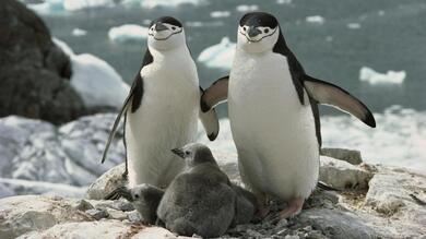 Penguin Family Near Beach