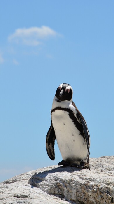 Penguin Looking at Sky