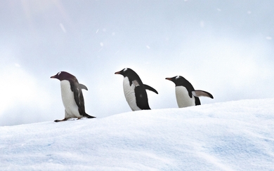 Penguin Walking in Snow