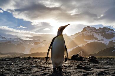 Penguin Wallpaper Download