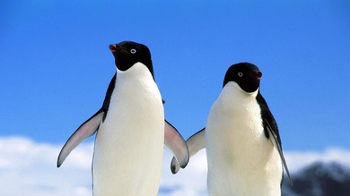 Penguins Couple 4K Photo