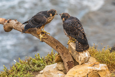 Peregrine Falcons Couple Birds