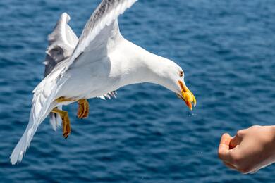 Person Feeding Seagull Bird