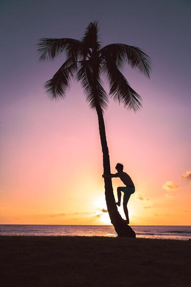 Person on Coconut Tree during Sunset