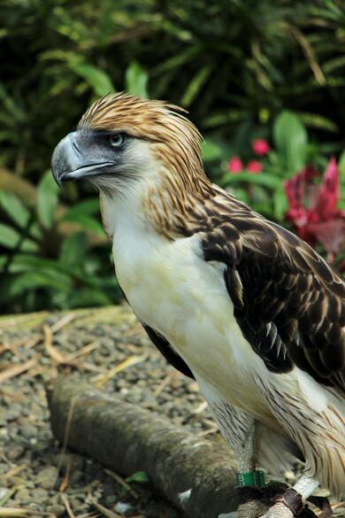 Philippine Great Eagle on Twig in Tropical Park