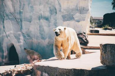 Photo Of Polar Bears