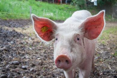 Pig Standing in Wet Grass