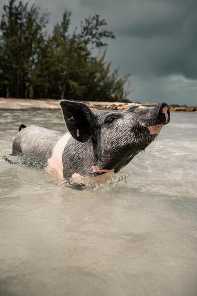 Pig Swimming in Water