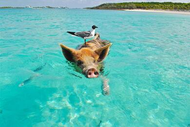 Pig Swimming with Bird